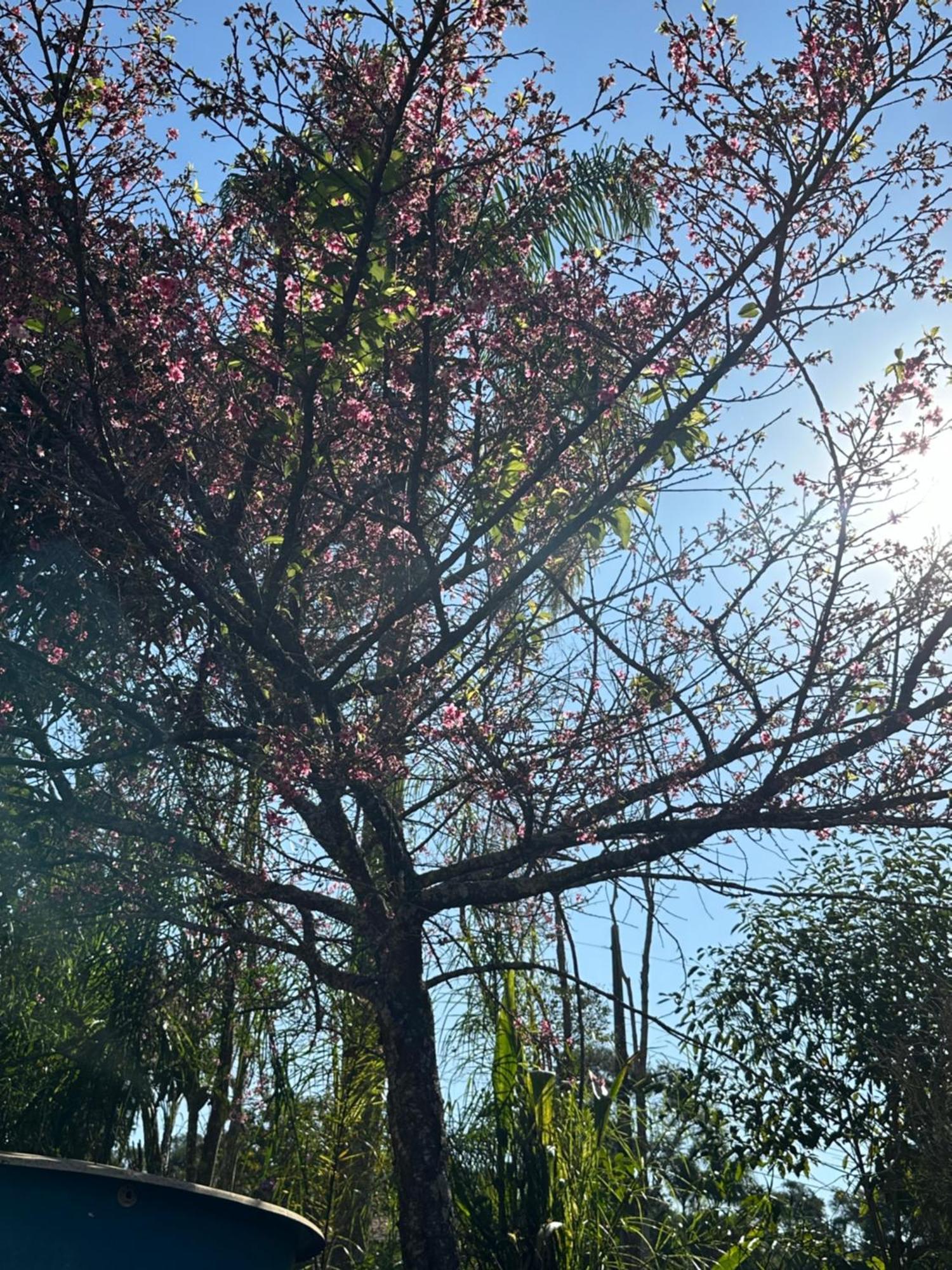 Morada Dos Beija-Flores Ibiúna Exteriör bild